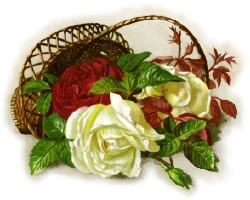 red-white-roses-basket